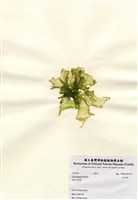 藏品(孔石蓴)的圖片